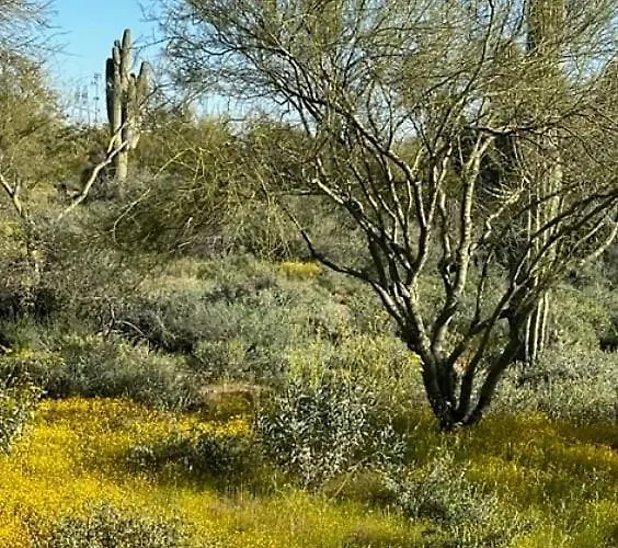 Sonoran Sunsets, A 3-suite Retreat Hébergement de vacances